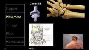 Most people have twelve pairs of ribs that look the same on the right and left side. The Skeletal System Bones Medical Terminology For Cancer