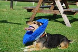 A towel and duct tape will do it. 5 Comfy Alternatives To The Dreaded Cone Of Shame And A Review Of The Inflatable Dog Collar Pethelpful