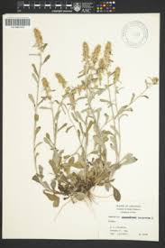 Image result for Pseudognaphalium oligandrum
