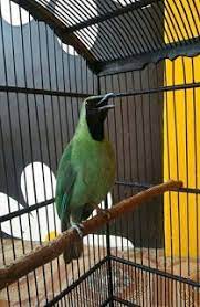 Ndeso Mengenal Burung Cucak Hijau Dan Membedakan Jantan Burung Hijau Warna