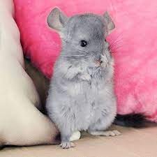 Baby Chinchilla Chinchilla Cute Chinchilla Funny Chinchilla Pet