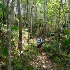 Visiting pulau kapas is also the best day trip you can do from kuala. Jungle Trekking Adventure Kiulu Valley Day Tour Sabah Malaysia
