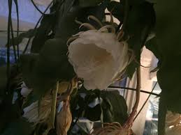 You can root christmas cactus cuttings in either water or a mixture of coarse sand and perlite or peat. Mansfield Woman Enjoys Cactus Blooms If Only For One Night A Year
