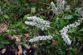 Image result for Thunbergia graminifolia