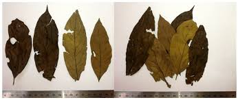 Image result for Flabellaria paniculata