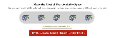 Using honey bees for blueberry pollination. Blueberries Planting Growing And Harvesting Blueberries At Home The Old Farmer S Almanac