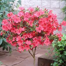 Flowers Lover Azalea Flower Youtube