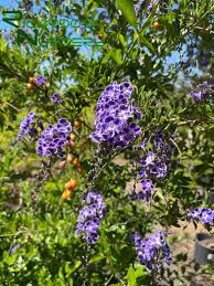 Image result for Duranta erecta