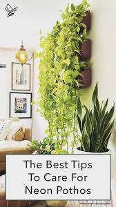 Given enough time and care, your trailing neon pothos will outgrow its current pot and the trails can reach up to 6 feet in length. Caring For The Striking And Rare Neon Pothos Neon Pothos Plants Pothos Plant Care