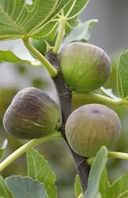 Pin By Rosario Diaz On Fruits Organic Fruit Trees Fruit Garden Fruit Trees