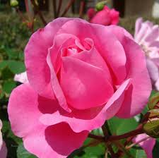 Maybe you would like to learn more about one of these? Roses Garden Home Facebook