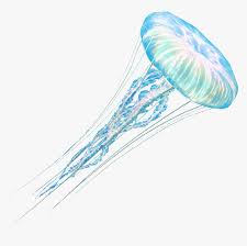 Jelly Fish Png Jellyfish Transparent Background Png Download Transparent Png Image Pngitem Cartoon transparent background moon clipart. jelly fish png jellyfish transparent