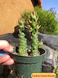 The spines of these cactuses are designed to catch hold of anything that comes in range, including you. Austrocylindropuntia Subulata Eve S Needle Miniature 4t Etsy Miniatures Bloom Plants