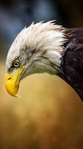 The latest tweets from @besiktasenglish Eagle Besiktas Kartal Bald Eagle Eagles Animals