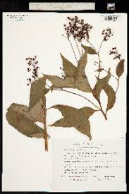 Image result for Lysimachia ruhmeriana