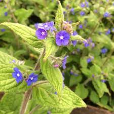 In this article we will look at the pretty weeds with purple flowers, including their uses and benefits, to help you decide to keep them or pull them out. Green Alkanet That Mystery Plant Revealed Jane Perrone
