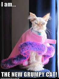 I Am The New Grumpy Cat Funny Cat Pictures Grumpy Cat Funny Cat Memes