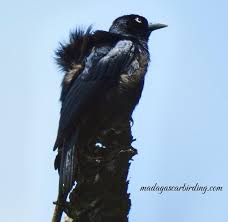 Image result for Vangueria sp.