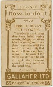 Replace the stems at an angle. How To Revive A Dead Cut Flower Lifehacks