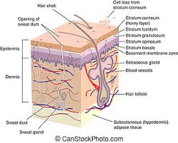 Find & download the most popular skin texture photos on freepik free for commercial use high quality images over 8 million stock photos. Human Skin Stock Photos And Images 234 686 Human Skin Pictures And Royalty Free Photography Available To Search From Thousands Of Stock Photographers