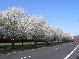 Maybe you would like to learn more about one of these? Spring Spring Spring Time United States Of America