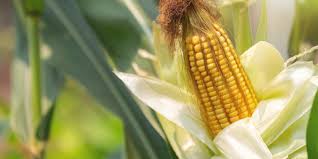 We did not find results for: Coba Jelaskan Kembali Isi Lagu Menanam Jagung Dengan Bahasamu Sendiri Halaman All Kompas Com