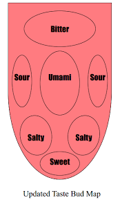 Taste Bud Map Taste Buds Bitter Sweet Salty