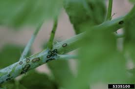 We did not find results for: What Is Blackberry Anthracnose Learn About Blackberry Anthracnose Treatment
