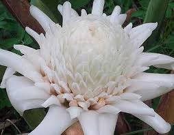 White Torch Ginger Torch Ginger Flower Torch Ginger Parts Of A Plant