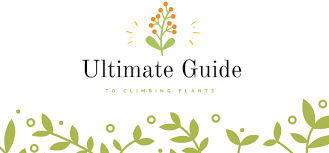 Ultimate Guide To Climbing Plants Greener On The Inside