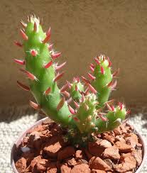 Austro (south or southern) cylindro (cylindrical) opuntia (a member of the opuntiads, a. Christmas Tree Cactus Austrocylindropuntia Subulata Monstrose Etsy Cactus Plants Cactus And Succulents
