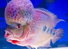 Flower Horn Fish Deep Sea Creatures Ocean Creatures Ocean Animals