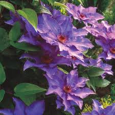 Image result for Clematis pulchra