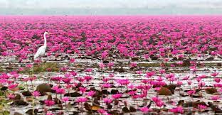 We did not find results for: The Lake Of Water Lilies Lotus Lake Red Lotus Water Lilies