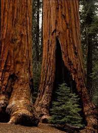 Print Of Redwood Trees Sequoia National Park Redwood Tree Sequoia National Park Sequoia