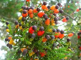 We did not find results for: Growing A Grafted Multi Fruit Tree