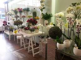 Floristería Julia Burgos, Valoración y Reseñas - C. Alfonso X el Sabio