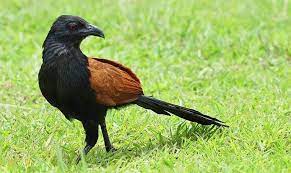 Suara perkutut lokal betina memanggil pejantan uh untuk panc. Download Suara Burung Dudut Betina Download Suara Burung Emprit Gantil Kaji Gacor Mp3 Harga List Download Lagu Mp3 Suara Burung Puter Betina 6 21 Min Last Update Nov 2020