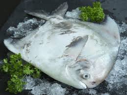 Jumlah pelaku budidaya bawal juga semakin bertambah. Bermanfaat Untuk Bayi Yuk Coba Resep Mpasi Ikan Bawal Ini Moms