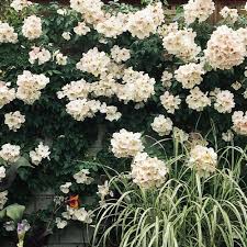 Shared a post on instagram: Sally Holmes Climbing Rose Michigan Bulb Company