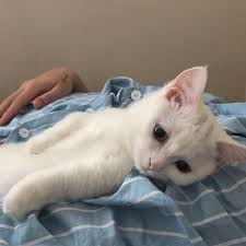 pinterest reflxctor cute white kitty 動物 かわいい にゃんこ ねこ