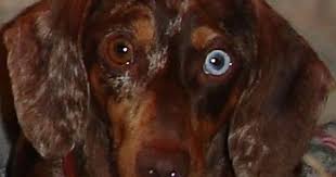 Jenny S Dachshunds Colors Coats Patterns Dachshund Colors Blue Eyed Dog Dachshund