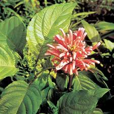 Image result for Acanthaceae