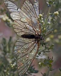80 Butterflies Ideas Butterfly Wallpaper Aesthetic Wallpapers Aesthetic Pictures Wikipedia is a free online encyclopedia, created and edited by volunteers around the world and hosted by the wikimedia foundation.
