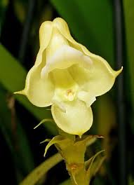 Image result for Polystachya melanantha