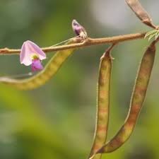 Image result for Indigofera filipes
