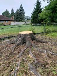 Maybe you would like to learn more about one of these? Tree Service Tim Bouren Construction Company