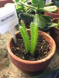 I really don't get how one would think that this is a cactus. Proud New Owner Of A Tiny Dragon Fruit Plant How Do I Take Care Of This Lol Houseplants