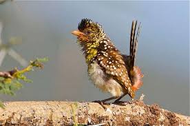 Birds That Start With U In Spanish Frans De Waal Public Page Barbet Spanish Photographer Christian Boix The D Arnaud S Barbet Is Not Particularly Hard To S Birds Bird Species Beautiful Birds