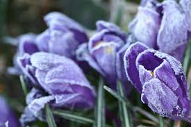 You can buy them from a plant shop or from online, and put it on top of them. Spring Bulb Frost Protection How To Protect Bulbs From Frost